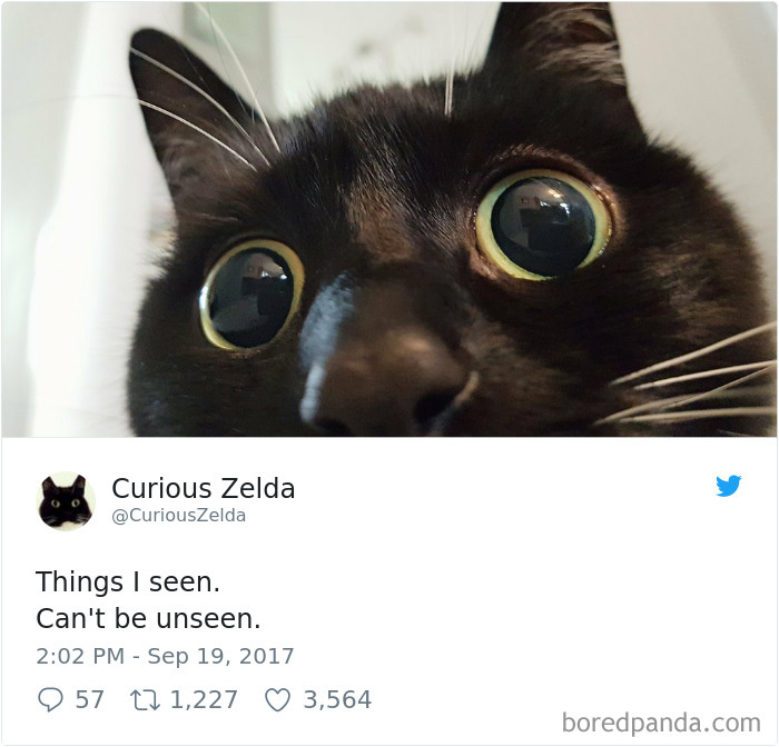 Curious-Zelda-Cat-Tweets