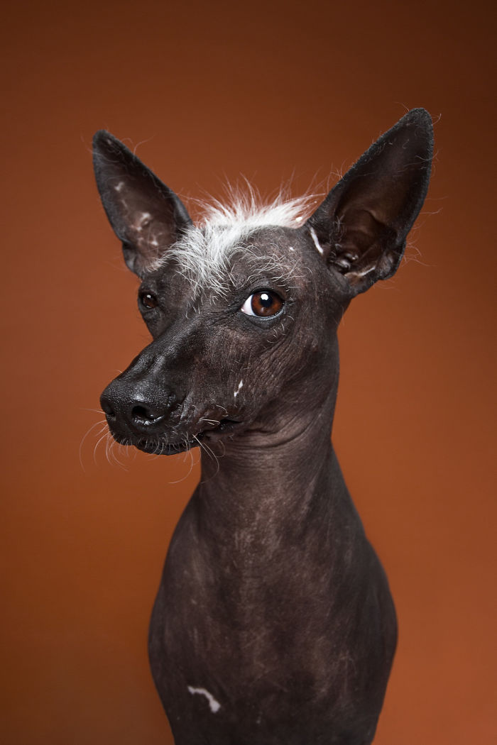 Family Photographers Duo Reveals Human-like Dog Personalities Through The Series Of Funny Portraits