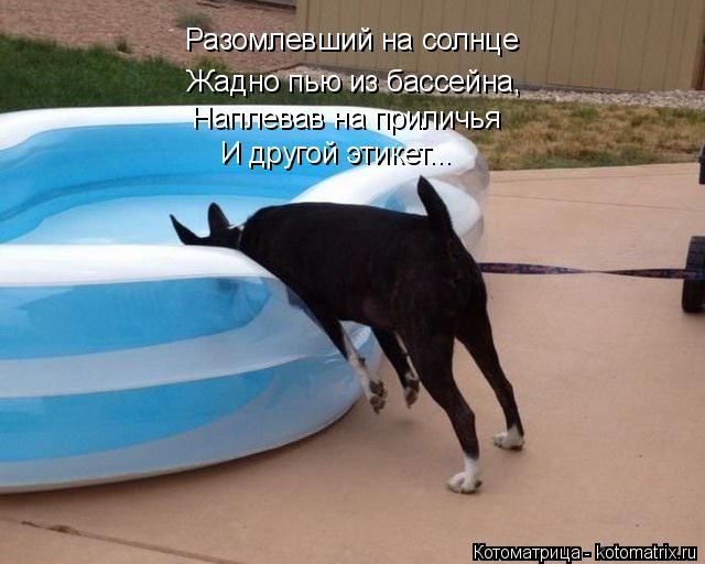 Лучшие котоматрицы за прошедшую неделю)) Лучшие котоматрицы за прошедшую неделю))