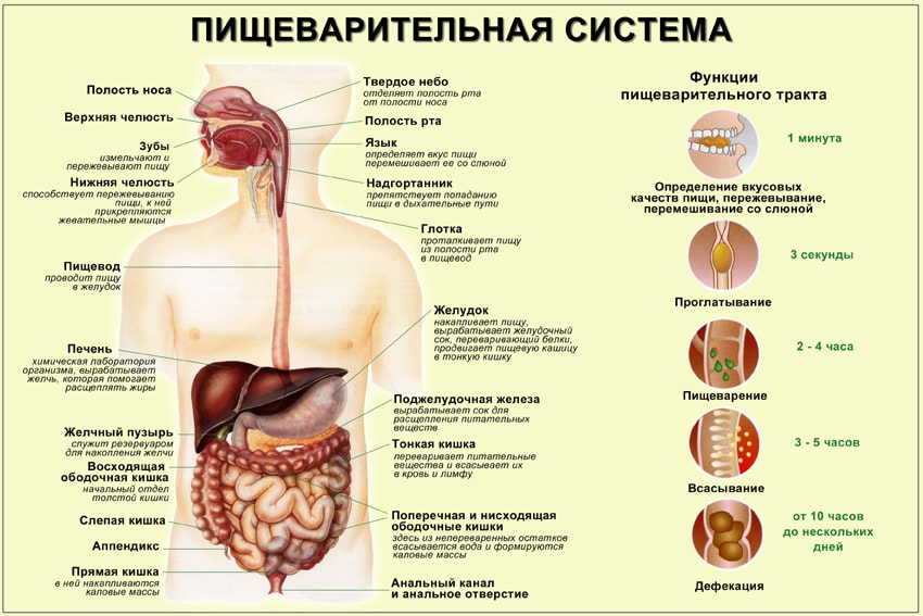 Похудеть легко, если знать время переваривания пищи! Всем советую прочитать