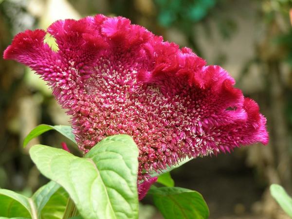 Целозия – цветок с нарядом «от кутюр»
