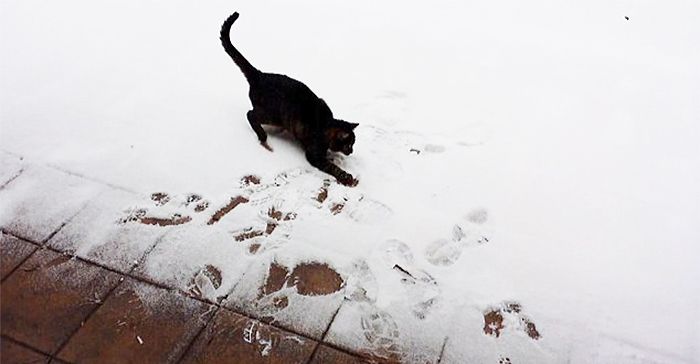 Забавные животные, которые впервые в жизни увидели снег Животные, которые впервые видят снег