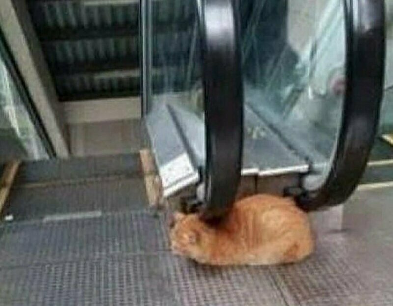 И котик И котик gif, лестница, лестницы, подборка, прикол, эскалаторы