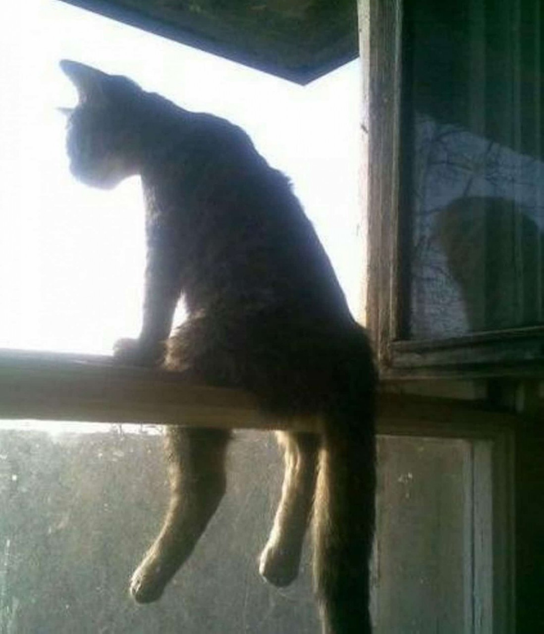 13 смешных котов, которые ведут себя как люди 13 смешных котов, которые ведут себя как люди