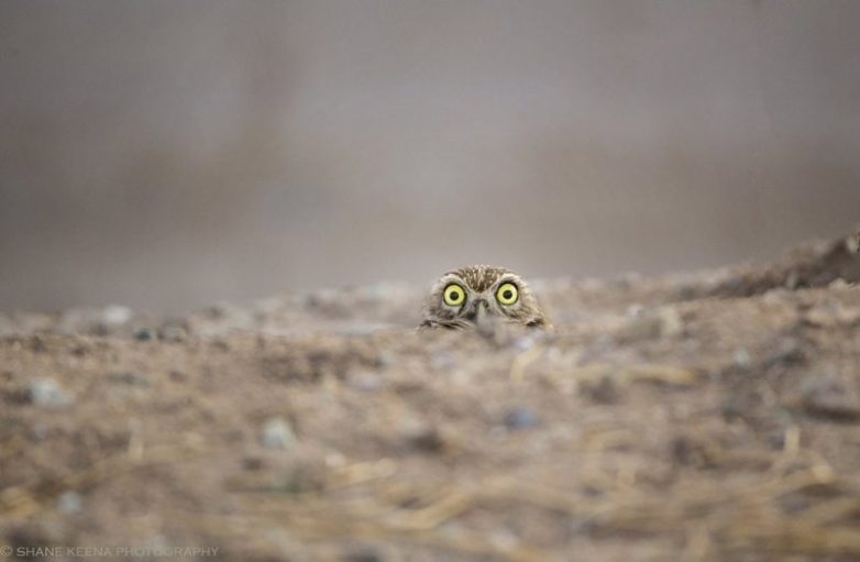 Финалисты конкурса Comedy Wildlife Photography Awards 2018 Финалисты конкурса Comedy Wildlife Photography Awards 2018