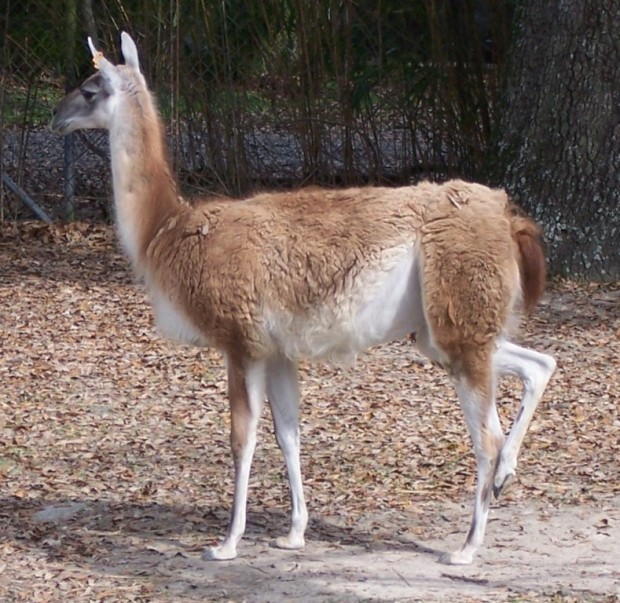 Гуанако (лат. Lama guanicoe)