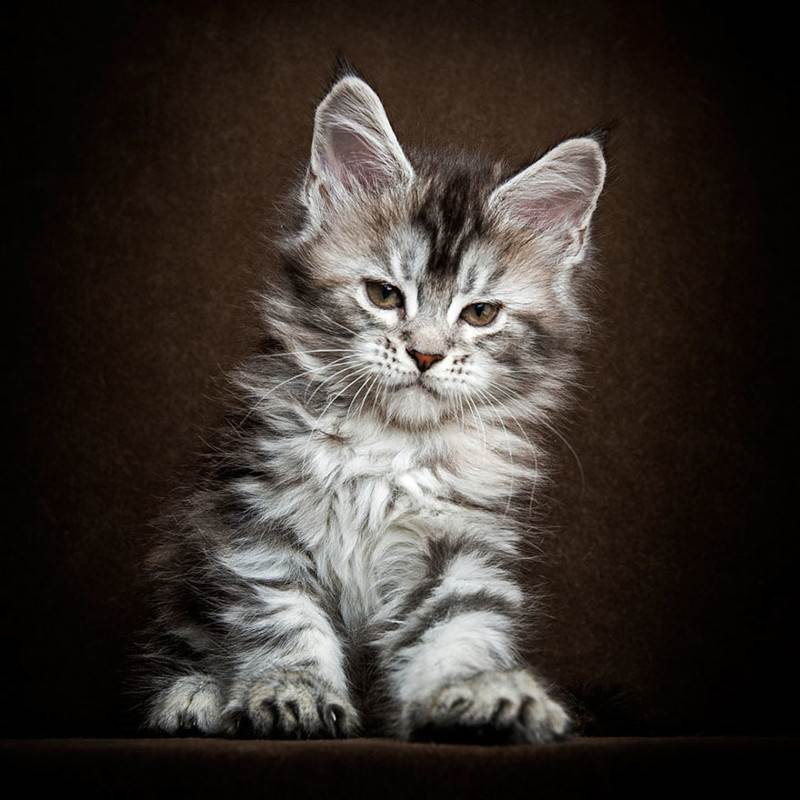 Мэйкуны - фантастические коты. Словно лев в миниатюре! Мэйкуны - фантастические коты. Словно лев в миниатюре!