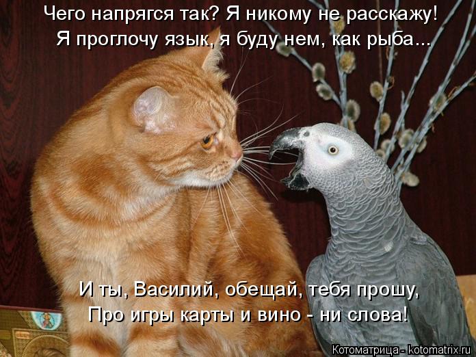 Последняя майская котоматрица