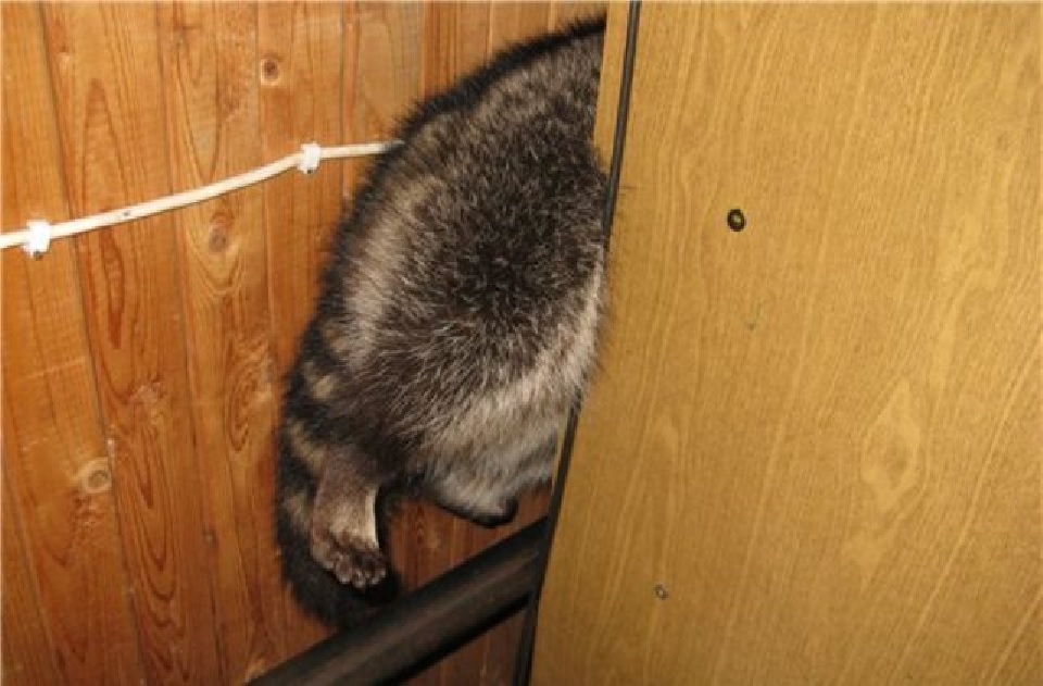 Животные, которые плохо спрятались