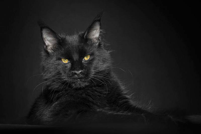 Мэйкуны - фантастические коты. Словно лев в миниатюре! Мэйкуны - фантастические коты. Словно лев в миниатюре!