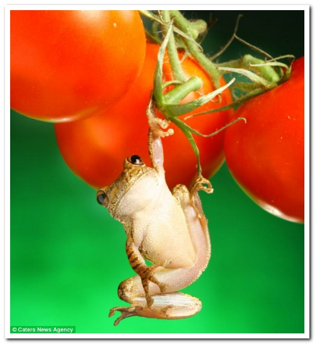 Фотогеничные лягушки Фотогеничные лягушки