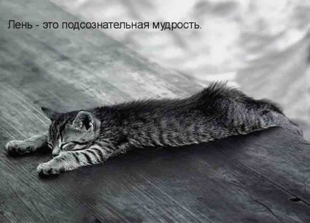 котомашечки от Лисицы))
