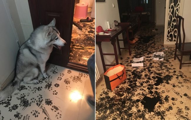 Животные, которые никак не ожидали увидеть хозяина