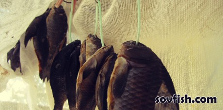 Засушить карася в домашних условиях 201