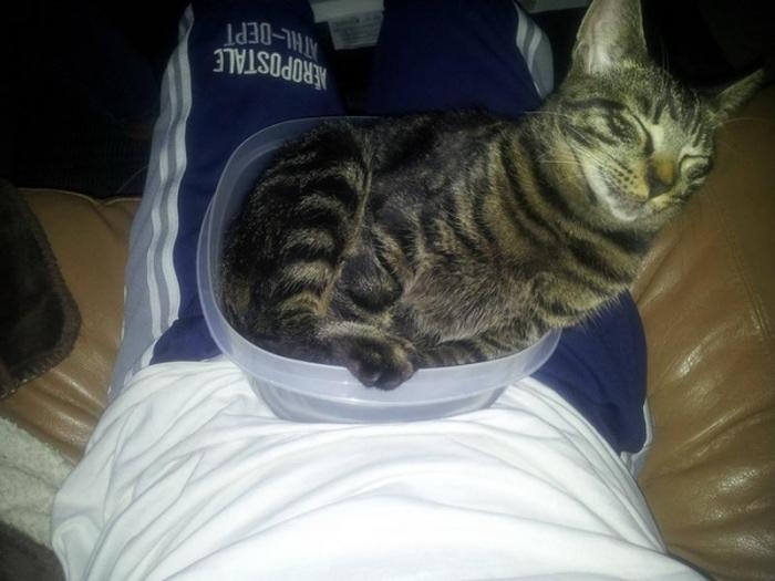 Милейшие котики принимающие любую форму Милое,коты,кошки, коробка,ёмкость.ваза