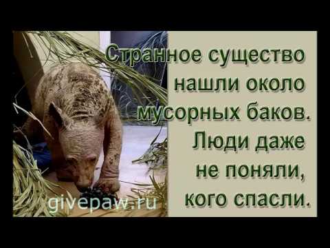 Спасение медвежонка Спасение медвежонка