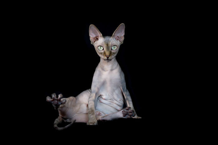 10+ Photos Of Hairless Cats That Will Remind You Of Aliens