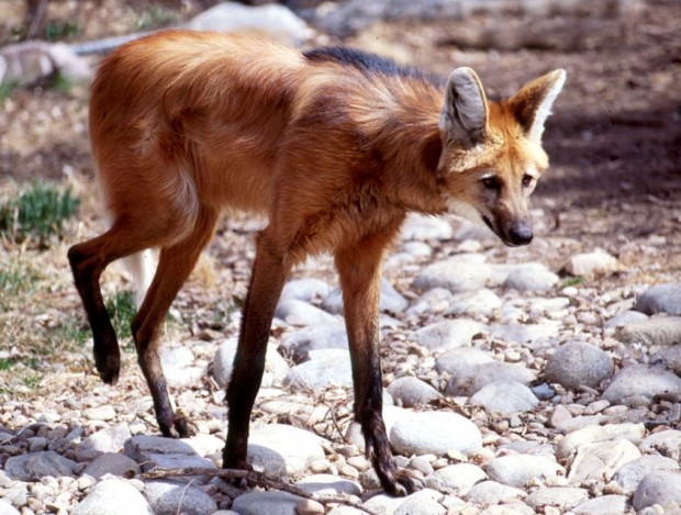 Гривастый или гривистый волк (лат. Chrysocyon brachyurus) (англ. Maned wolf)