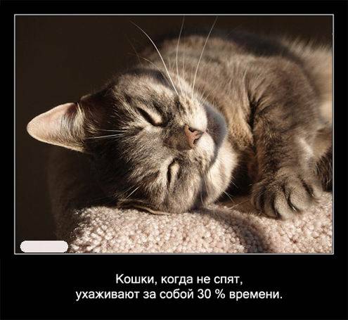 Интересные факты о кошках в картинках Интересные факты о кошках в картинках