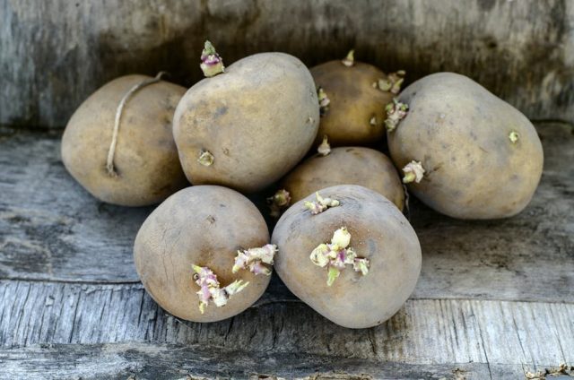 Прорастая, картофель накапливает токсичные вещества хаконин и соланин Мифы о картофеле