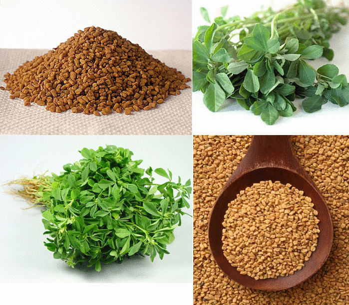 content_fenugreek_-_medicine_for_a_hundred_diseases__econet_ru (700x612, 663Kb)