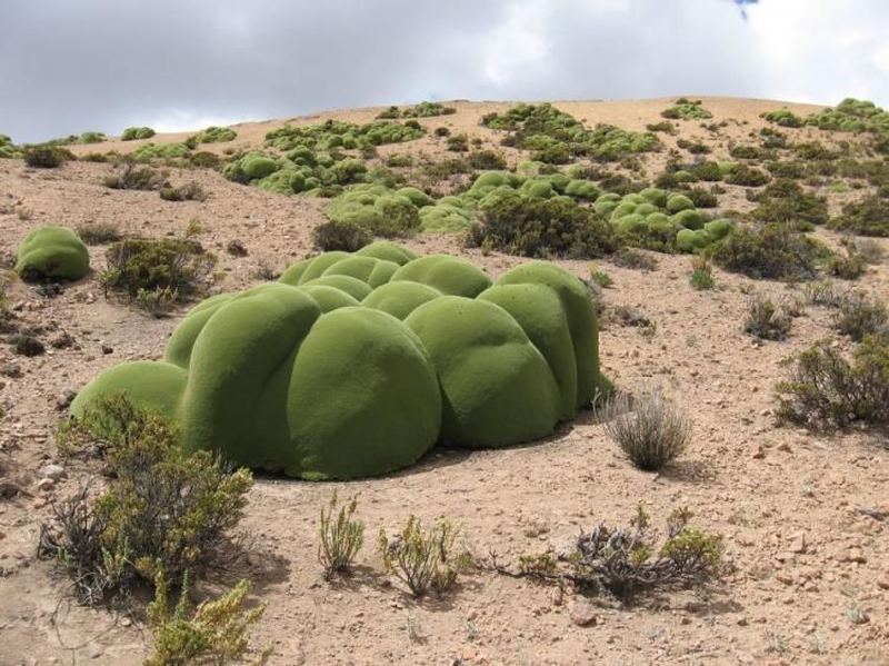  (Yareta), ( . Azorella compacta) 