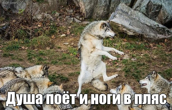 Позитивные фото и смешные картинки с надписью (11 фото) Позитивные фото и смешные картинки с надписью (11 фото)