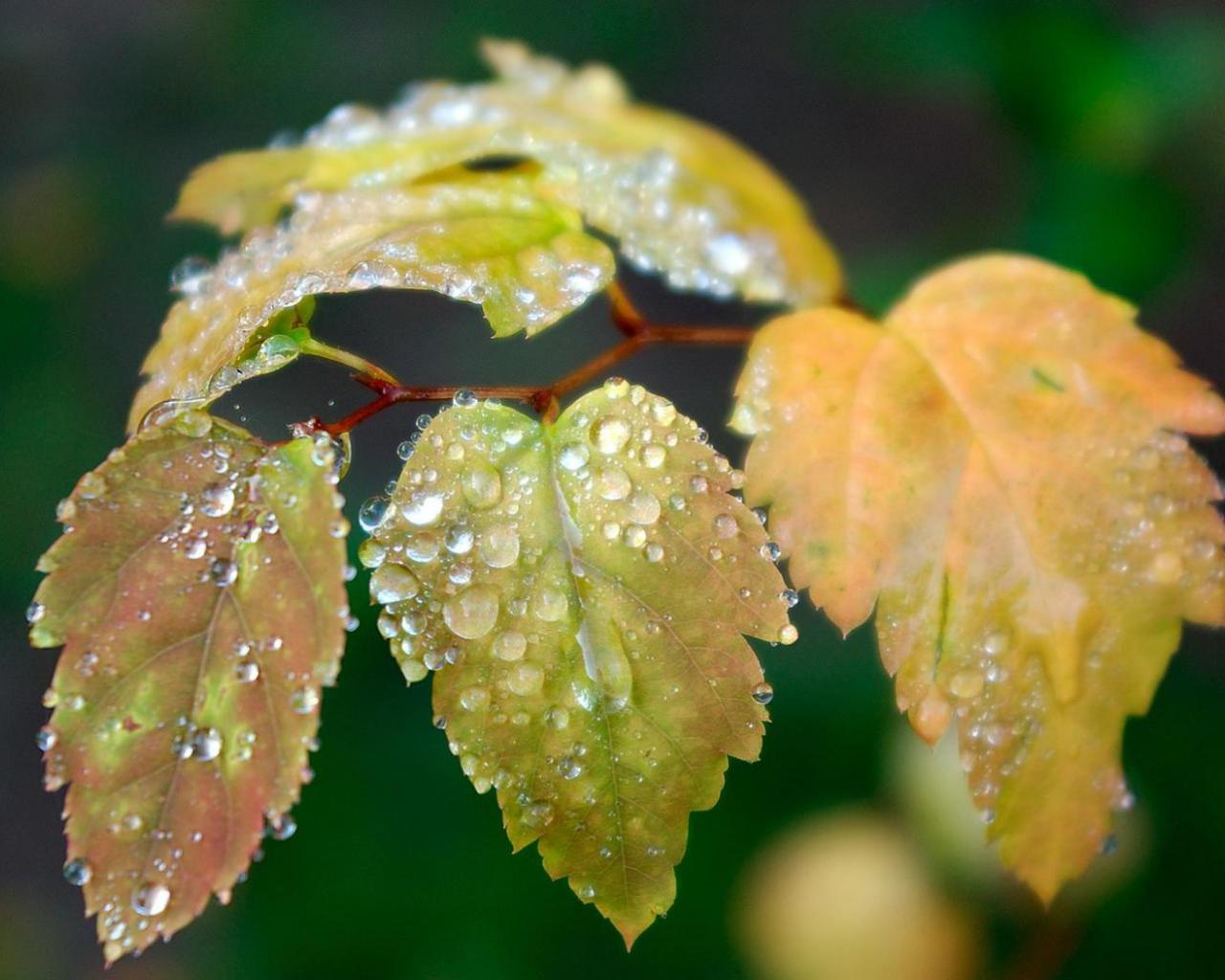 Роса | Природа планеты в объективе