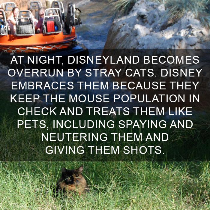 Cat Fact