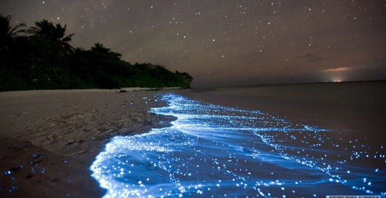 Магия живого света биолюминесценция, животные, насекомые, свет, свечение
