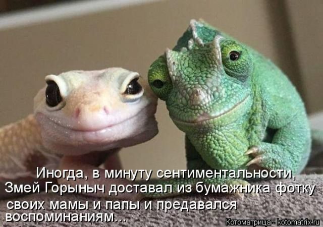 Лучшие котоматрицы за прошедшую неделю)) Лучшие котоматрицы за прошедшую неделю))