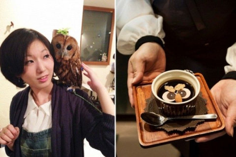Время сов: нестандартное кафе, набирающие популярность в Японии