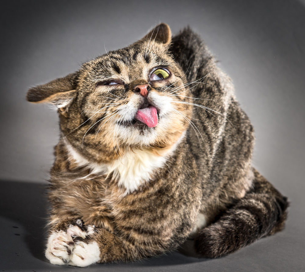 https://museum-design.ru/wp-content/uploads/shake-cats-01.jpg