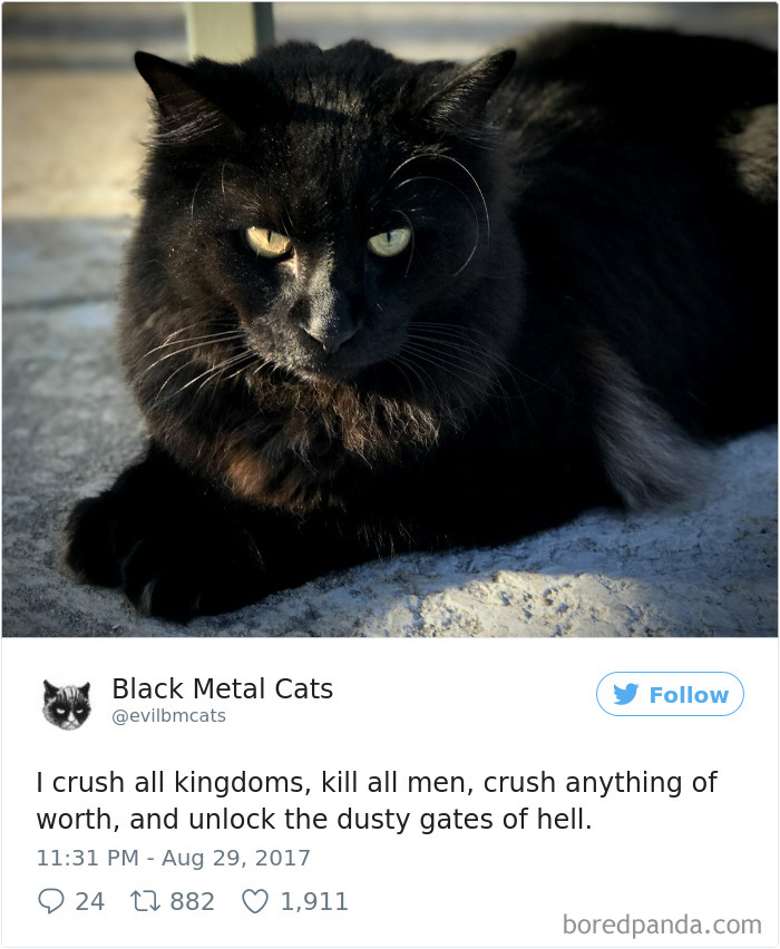 Black-metal-cats-lyrics-tweets