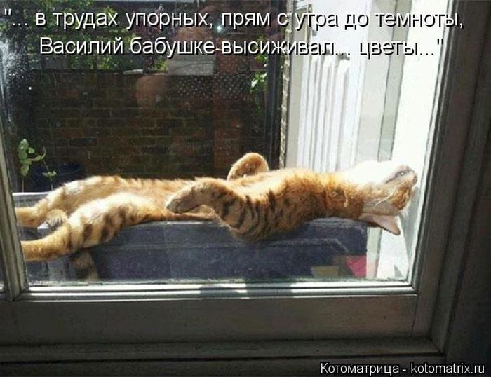 Лучшие котоматрицы за прошедшую неделю)) Лучшие котоматрицы за прошедшую неделю))