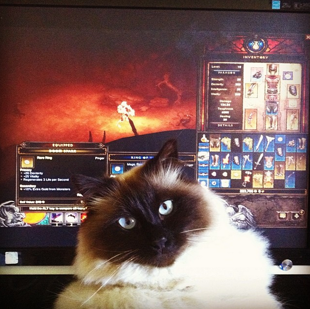 11. "Diablo III для лузеров, настоящие пацаны и девчонки играют в Path of Exile! 11. "Diablo III для лузеров, настоящие пацаны и девчонки играют в Path of Exile! домашний питомец, животные, кот, милота, юмор