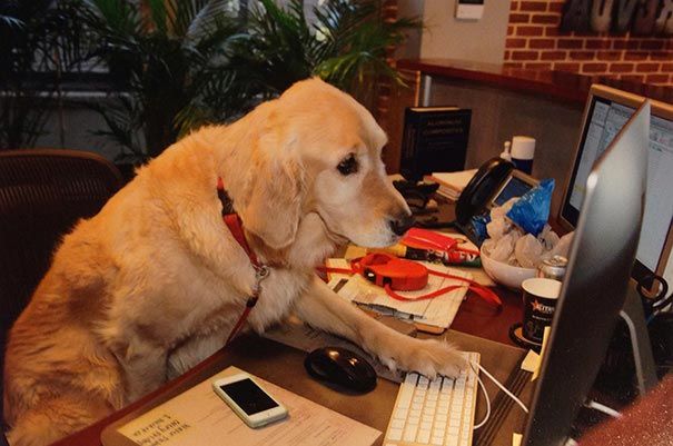 собаки на работе, собаки на рабочем месте