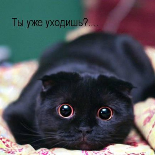 Мохнатые шутки Мохнатые шутки
