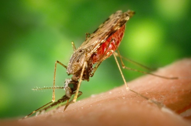 Малярийные комары или анофелесы (лат. Anopheles) (англ. Malaria mosquito)