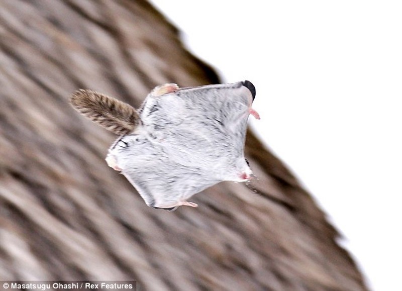 squirrels07 squirrels07 Сибирские белки летяги это нечто