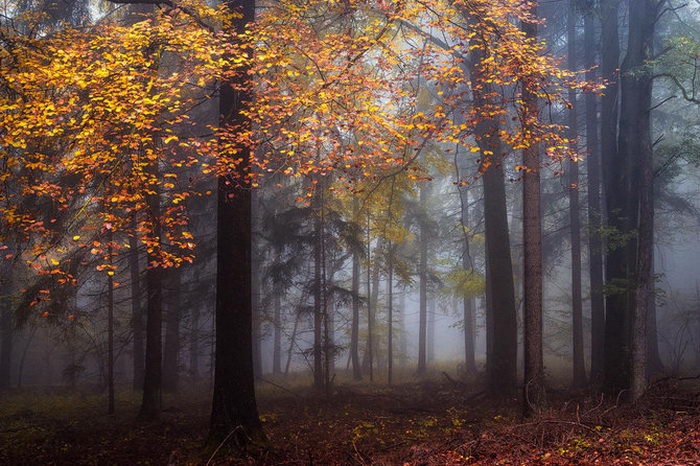 Задумчивая природа в фотографиях Heiko Gerlicher