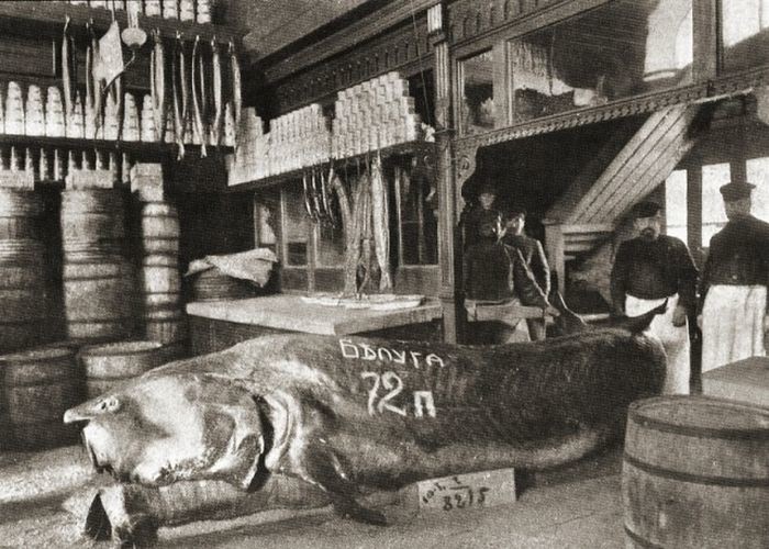 Эту "малышку" на 72 пуда (1152 кг) выловили в Каспии. Белуга сфотографирована в магазине Бобкова на Балчуге Эту "малышку" на 72 пуда (1152 кг) выловили в Каспии. Белуга сфотографирована в магазине Бобкова на Балчуге россия, рыбаки, фото