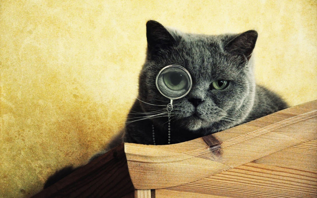https://naked-science.ru/sites/default/files/field/image/cats.jpg
