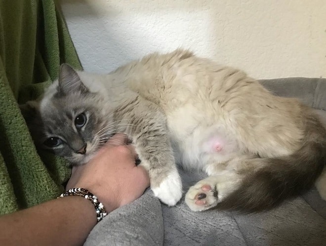 Кошка с животом Кошка и рука