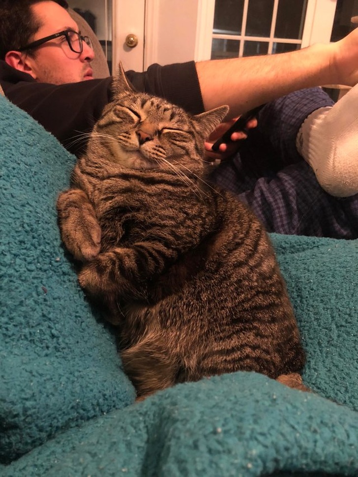 Кошечки, которые излучают столько уюта и покоя, что вы уже невольно начали зевать…