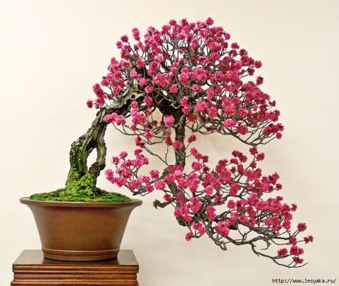 3925073_tree11718x606 (700x590, 220Kb)