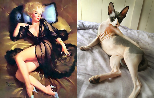 Арт-проект «Cats That Look Like Pin Up Girls» Арт-проект «Cats That Look Like Pin Up Girls»