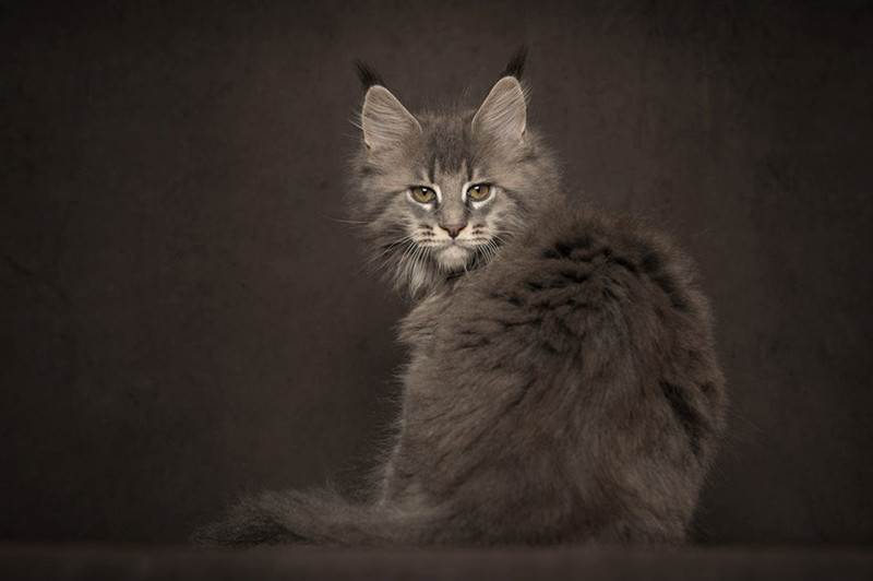 Мэйкуны - фантастические коты. Словно лев в миниатюре! Мэйкуны - фантастические коты. Словно лев в миниатюре!