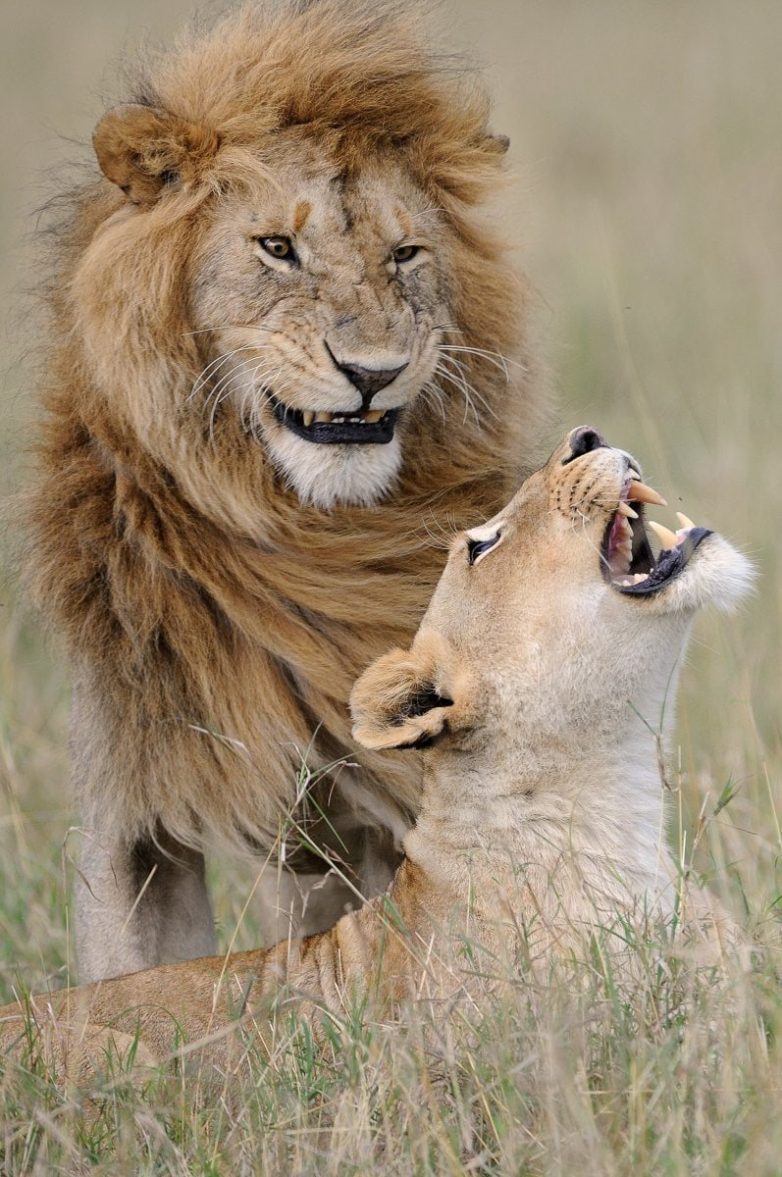 Финалисты конкурса Comedy Wildlife Photography Awards 2018 Финалисты конкурса Comedy Wildlife Photography Awards 2018