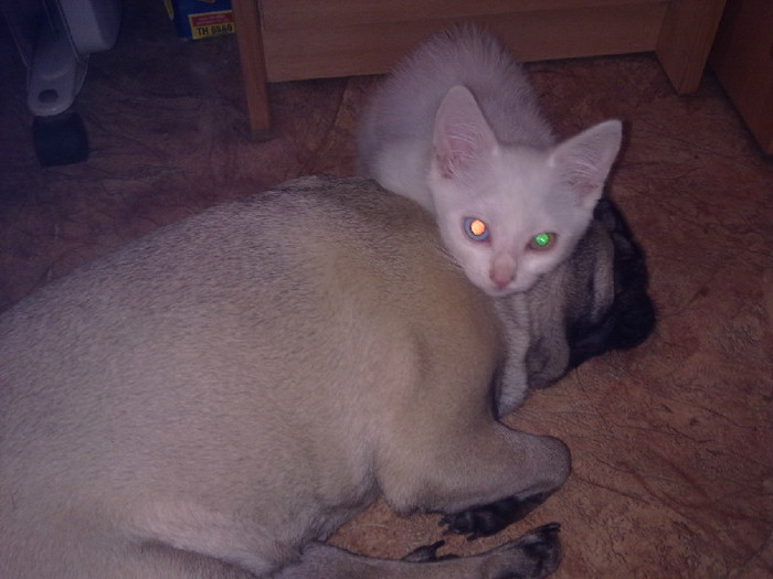 18072011114 (700x525, 79Kb)